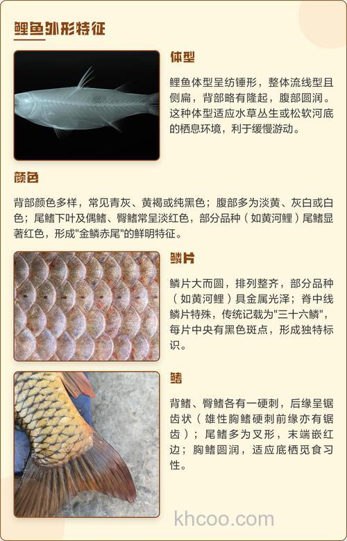 鲤鱼的外形有什么特点？