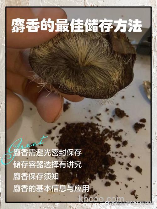 麝香鼠配窝时用什么办法免得咬？