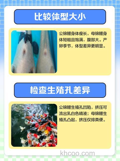 鲤鱼怎么分公母