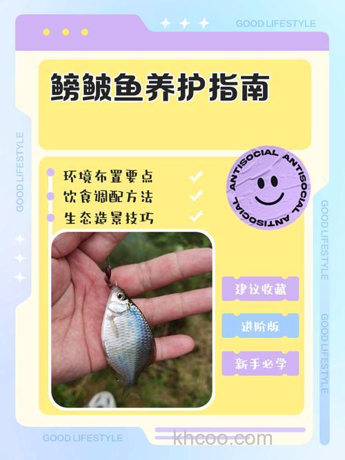 怎样人工养殖塘蚤鱼