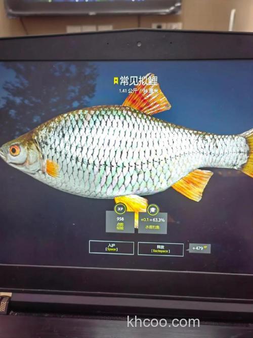 俄罗斯钓鱼常见拟鲤饵料制作？