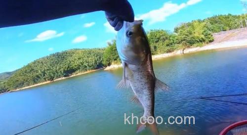 高温天气，野钓就要钓鲢鳙