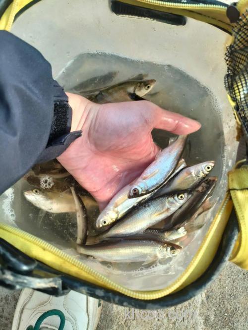 钓白条最好最实惠的鱼饵