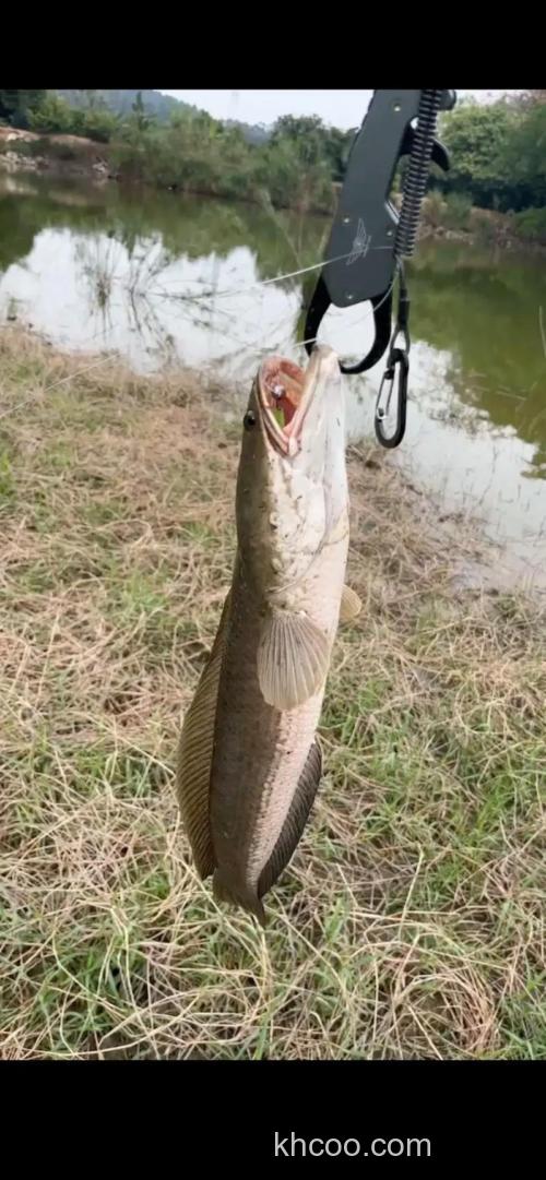 黑鱼再狡猾，一见这钓法也得认怂！