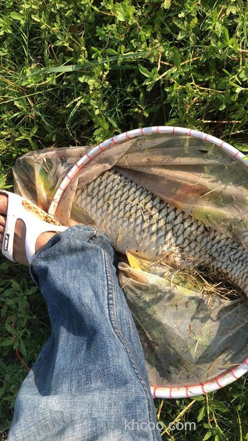 草鱼吃什么鱼饵