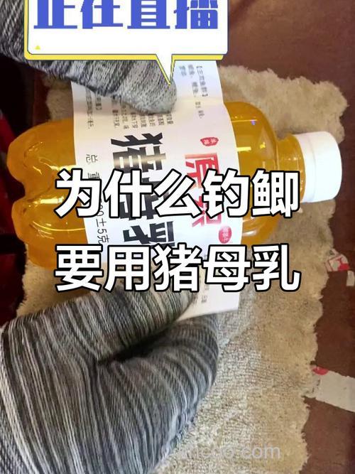 秋季钓鲫鱼用猪母乳吗？