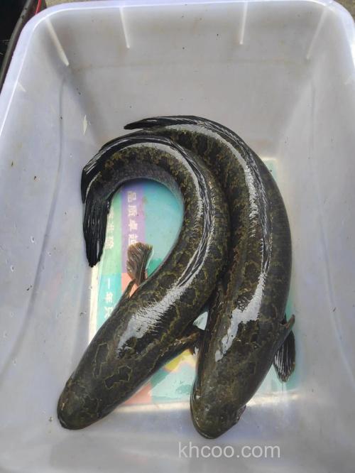 冬季也能钓上黑鱼？