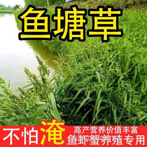 小米草养鱼技术？