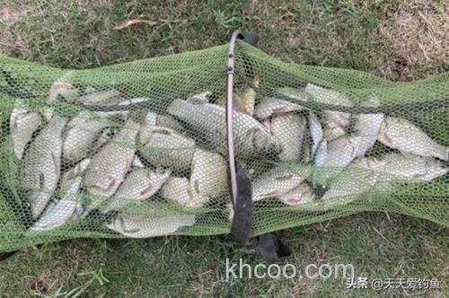 水库鲫鱼不吃商品饵只吃蚯蚓！怎么回事？