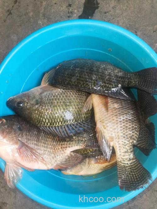 夏天是垂钓罗非鱼的好季节