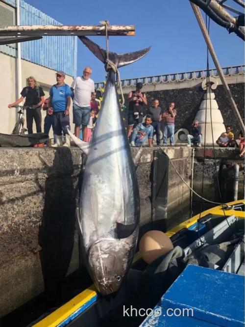 美国职业海钓金枪鱼，靠技巧、装备与环境认知获回报