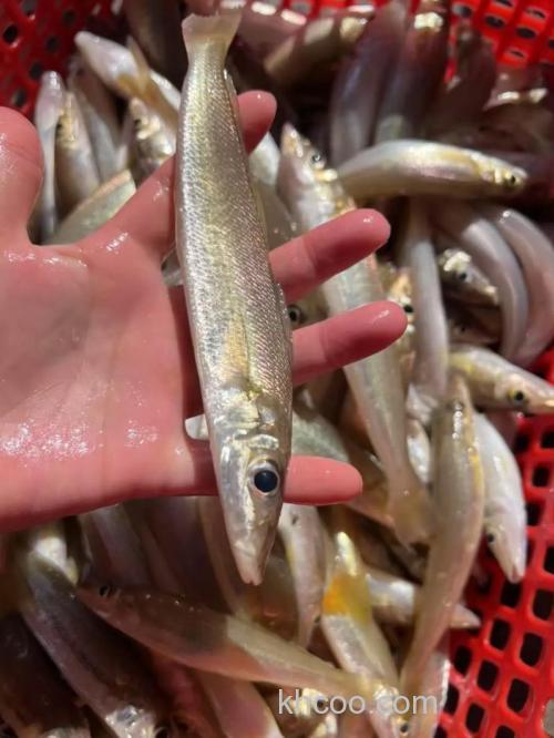 冬季福建海钓沙尖鱼秘籍：选对钓点与时机，收获满满惊喜