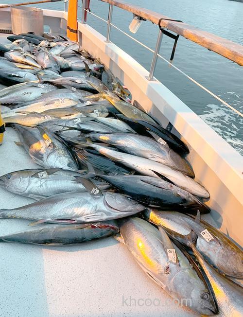 赶海钓大金枪鱼的挑战与惊喜，如何选钓点及提高成功率？