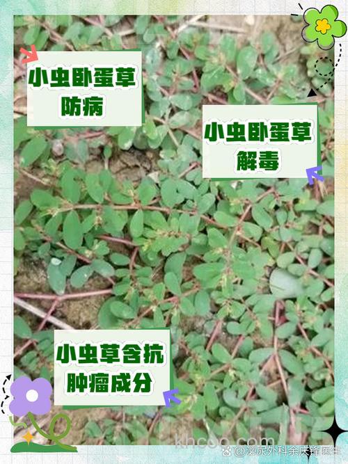 野草丛生的野地怎么打窝？