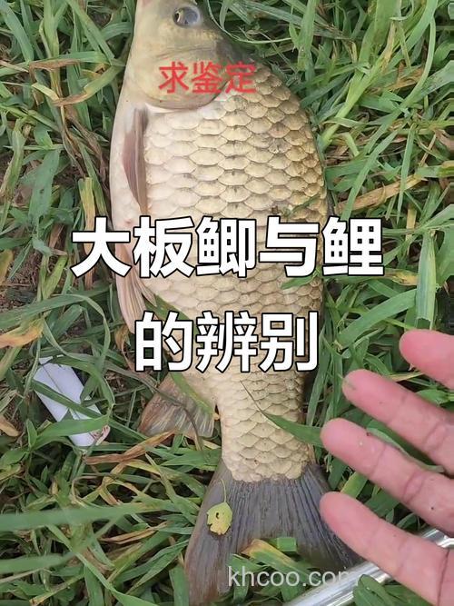 谷麦钓大板鲫鱼的技巧