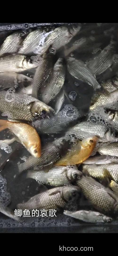 钓鲫狂想曲