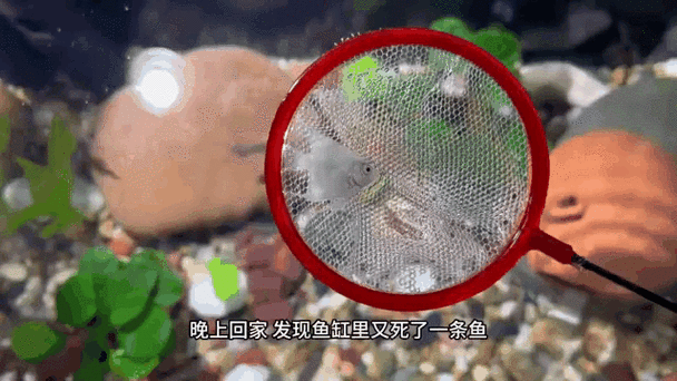 养了一年的鱼不欢实了