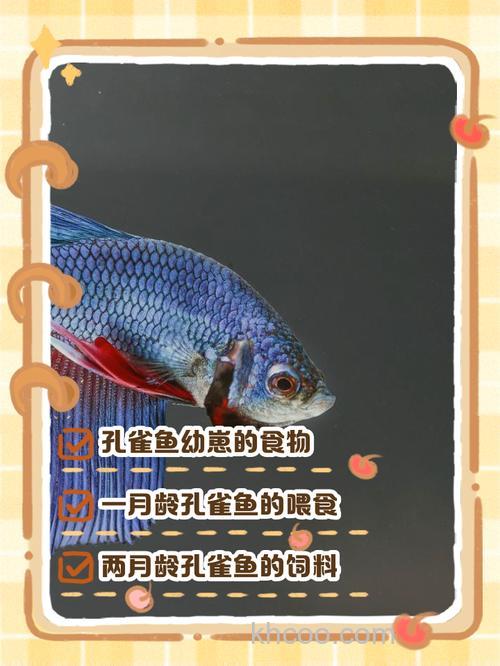 孔雀（鱼）最喜欢吃什么？