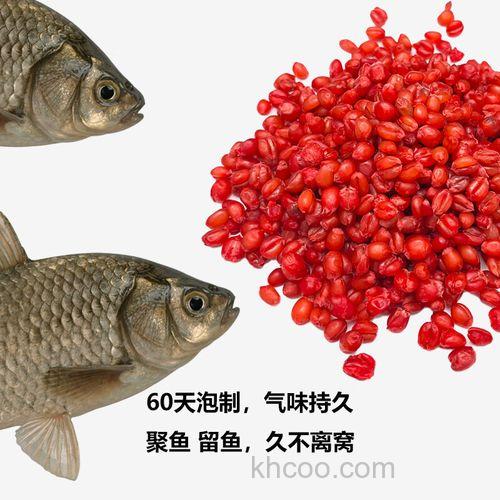 黑坑麦粒窝料？