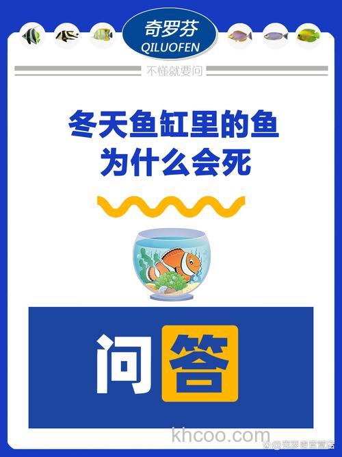 冬天的鱼为什么总是死？