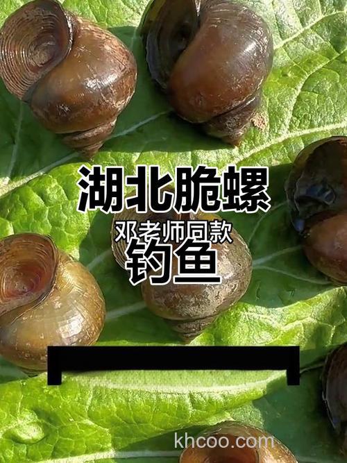 用螺蛳能钓鲤鱼吗？