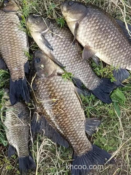 野生大鲫鱼到底都藏在什么地方？为什么野生大板鲫就那么难钓？