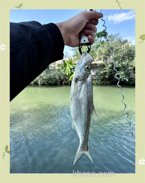 广东冬天能钓什么鱼