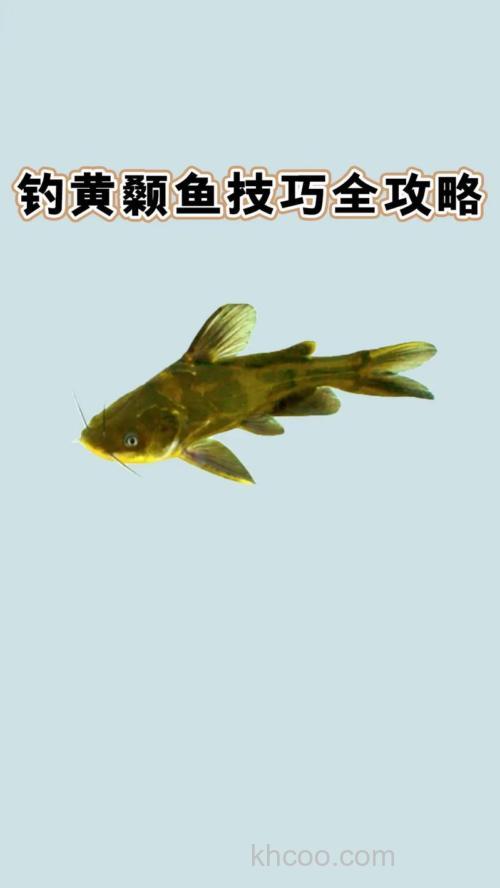 黄骨鱼鲢鱼怎么钓？