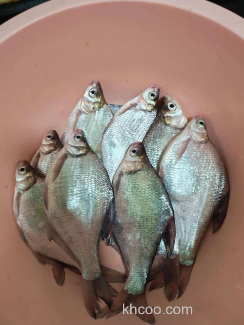 大眼鳊晚上能钓吗？