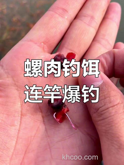 用螺狮肉怎样钓鲤鱼