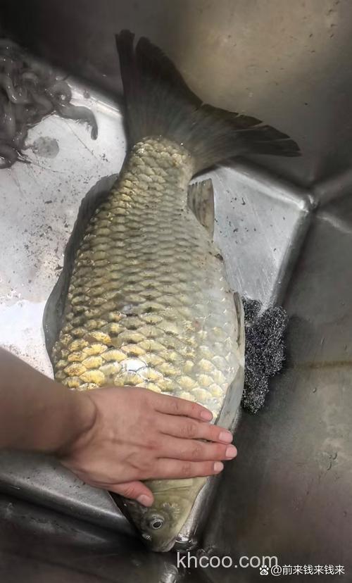 我用火腿肠也能钓到大鲫鱼，为啥那多人花高价买商品饵还钓不着鱼？