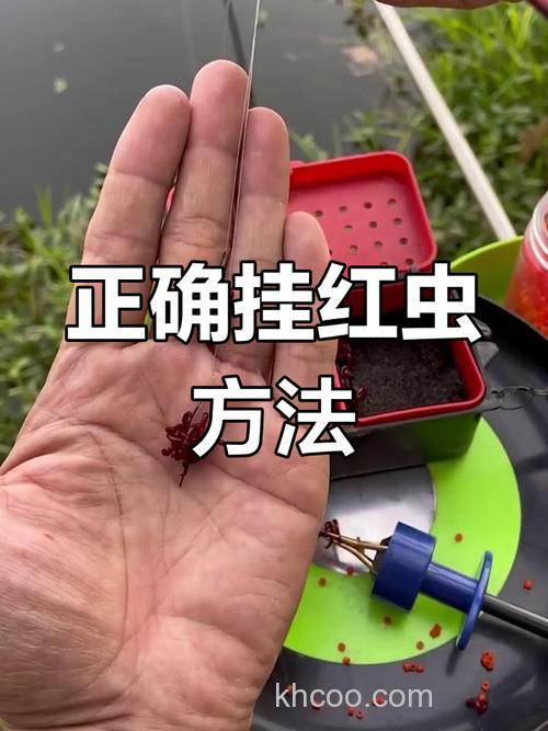 怎样用红虫钓鲫鱼？
