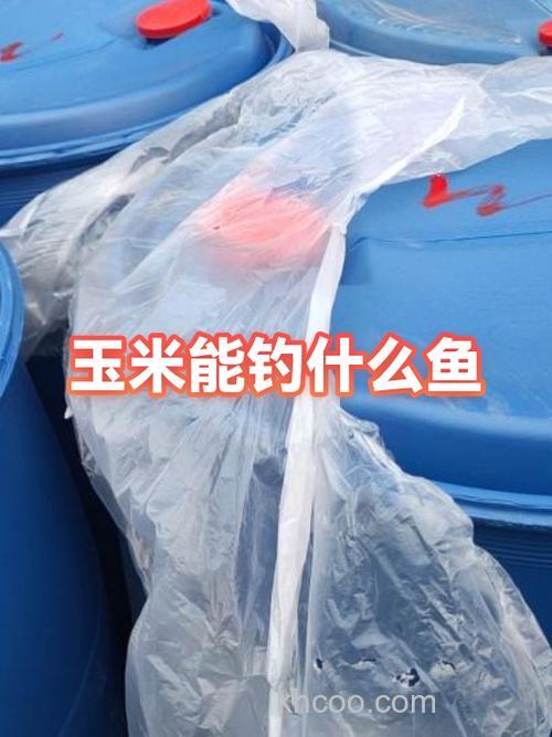 玉米粒能钓什么鱼？