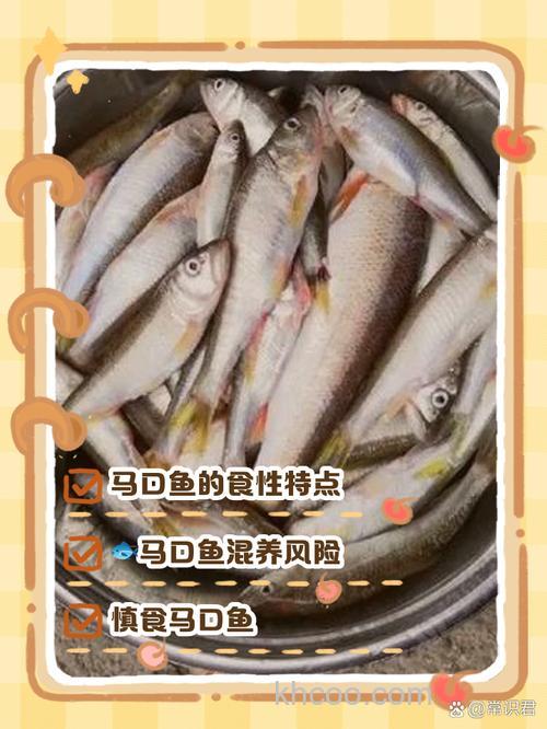 鱼吃一下就停口了怎么办？