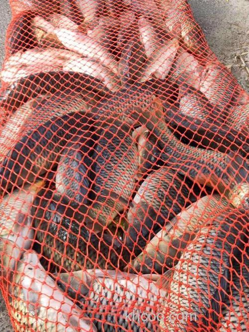 黑大坑秋天钓鱼用腥饵还是甜饵