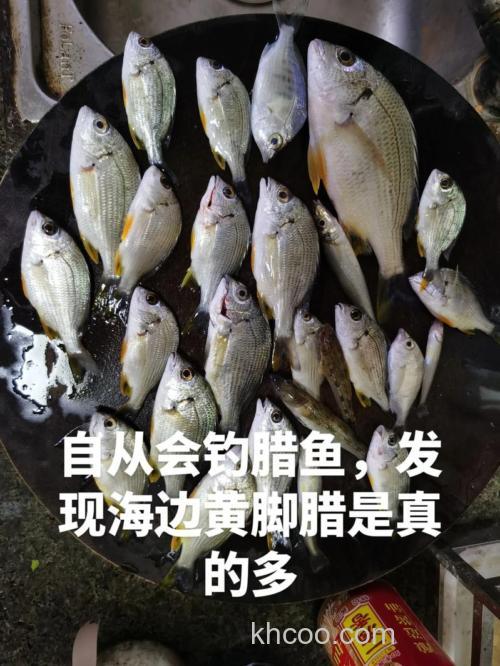 钓腊鱼料制作教程？