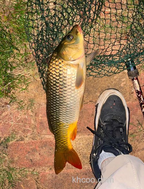 冬季大温差晴天鲤鱼好钓吗？