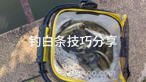 夏季水库钓白条的两个技巧