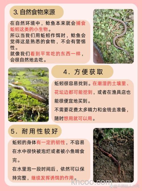 钓鲶鱼用什么饵料最好