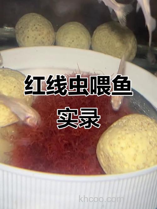 在哪弄到红虫给鱼吃？