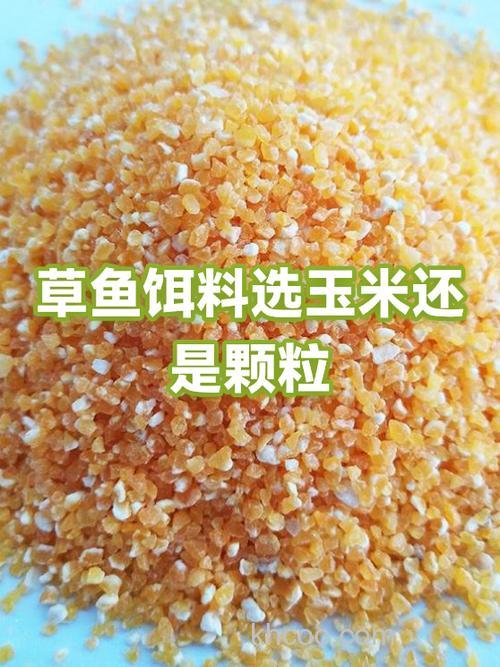 水库钓草鱼用商品饵料好还是玉米谷物好？
