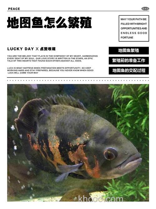 地图鱼可以吃生肉吗？