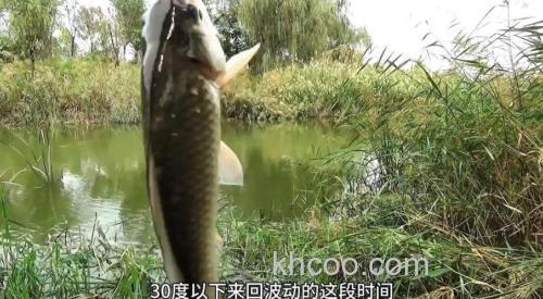 秋天钓鲫鱼是钓深水还是浅水？