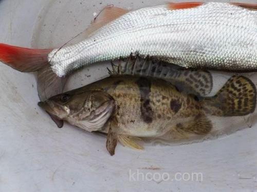 初春钓水库偶遇鱼群-钓获大鱼练练