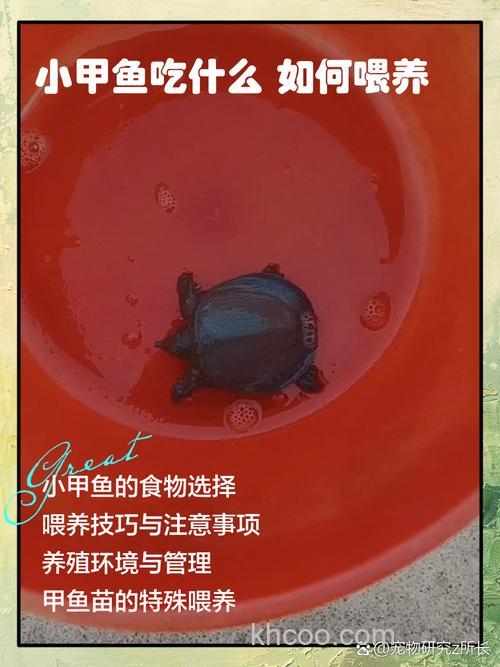 甲鱼食料加猪油可以喂甲鱼吗？