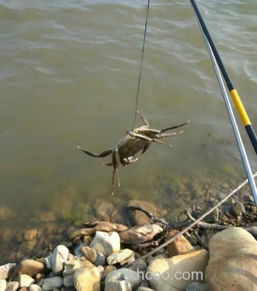 猪油能钓螃蟹吗？