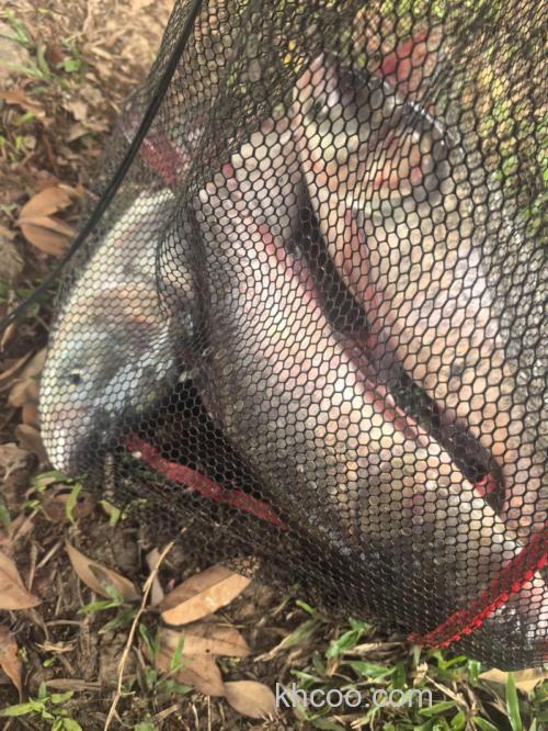 羊尖山水库垂钓爆护[啤酒鱼]