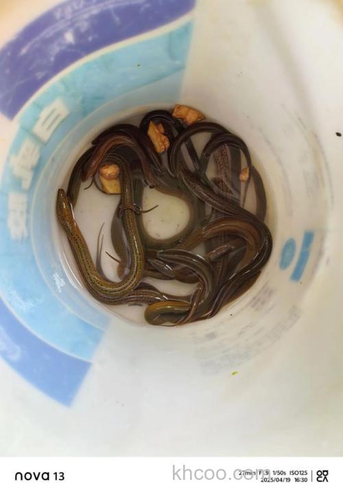 想捕鲶鱼和黄鳝，弄什么饵料好