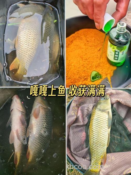 野钓鲫鱼用什么果酸？