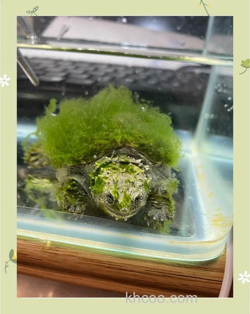 怎么清洗绿毛龟？